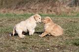 GOLDEN RETRIEVER 052